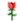 玫瑰 /meigui